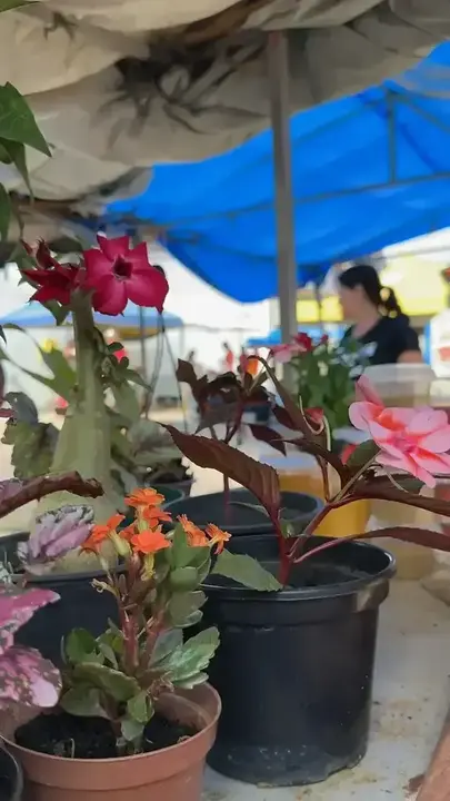 Registro 68 da abertura do Comitê 13 em Boninal